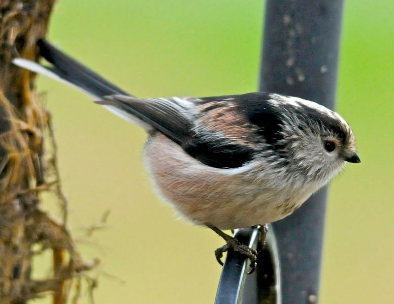 Long Tailed Tit